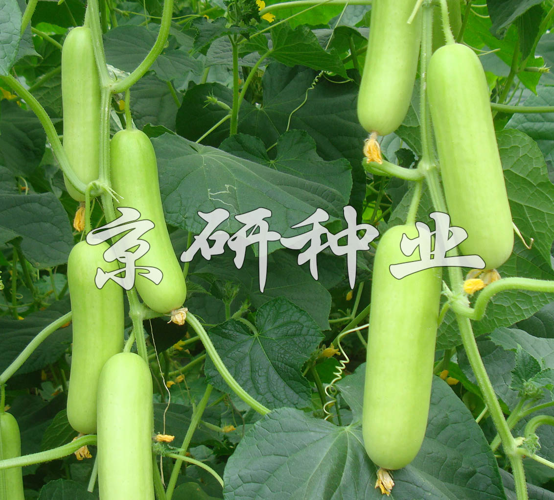 京研迷你(nǐ)白