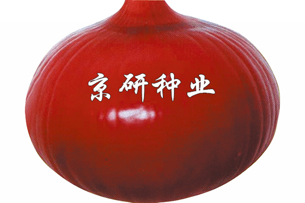 中生(shēng)赤玉蔥