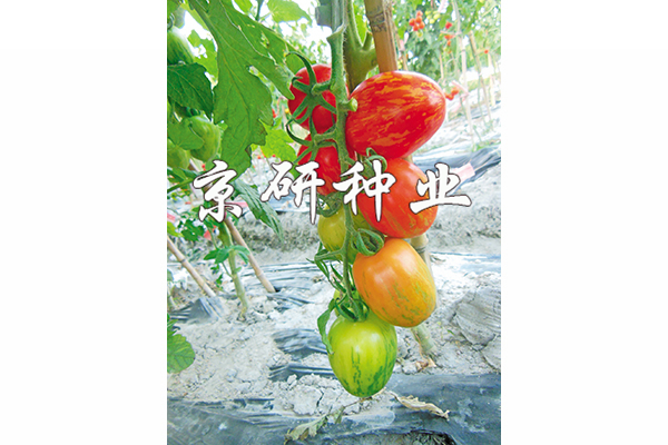 京番中彩2号