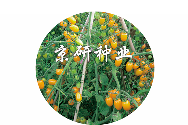 黃(huáng)莺2号