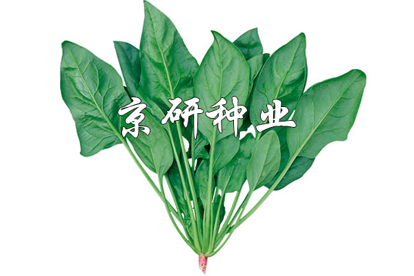 京菠3号