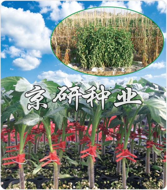 京番砧愛1号