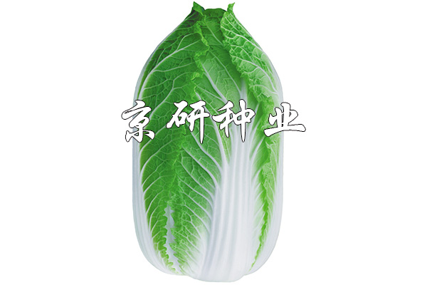 京春黃(huáng)3号