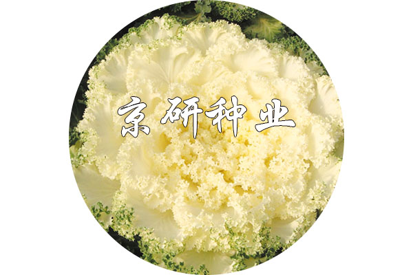 京冠白1号