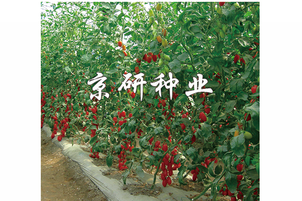 粉玉1号