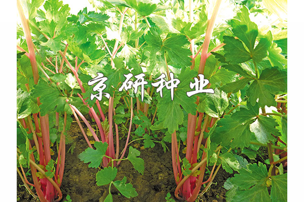 紫杆1号