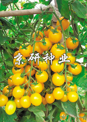 京番黃(huáng)星7号