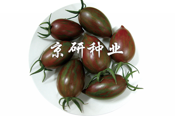 彩玉3号