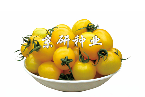 小(xiǎo)黃(huáng)玉