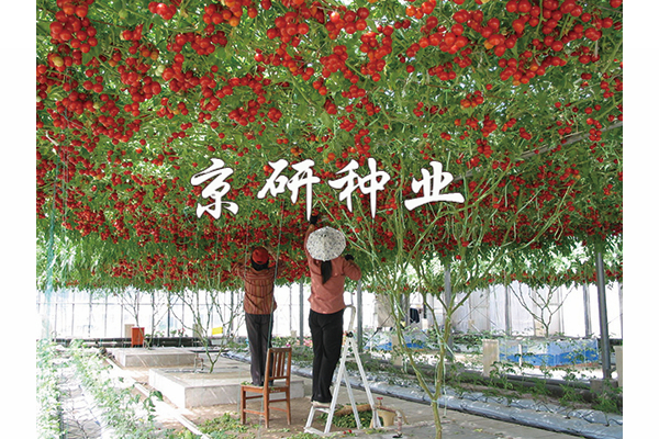 京丹6号