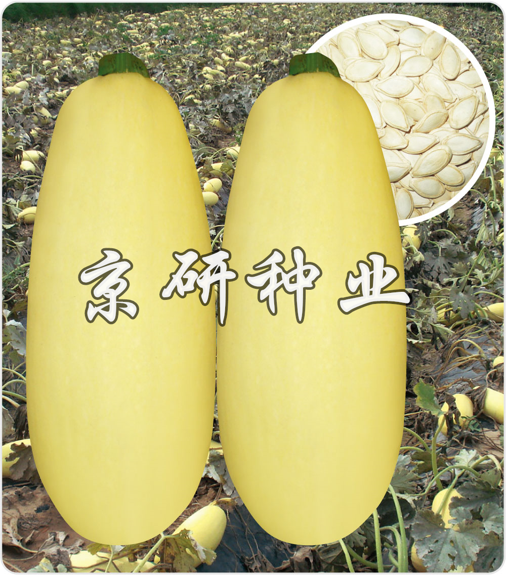 京葫籽豐9号