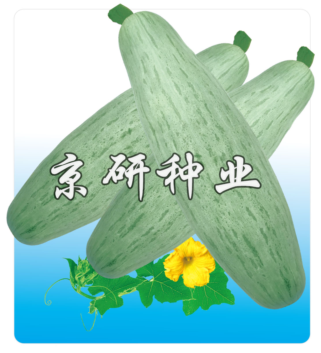 長(cháng)香栗1号