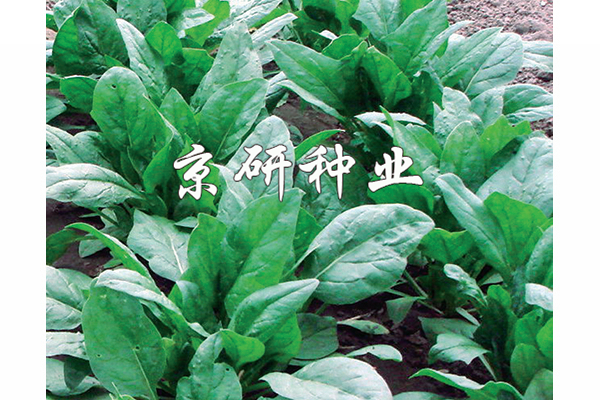 京菠5号