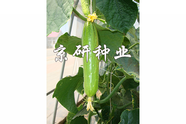 京研旱寶5号