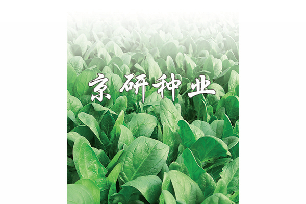 京菠1号