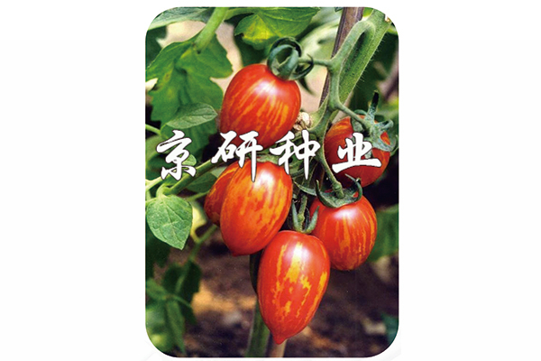 彩玉1号