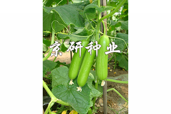 京研翠玉迷你(nǐ)2号