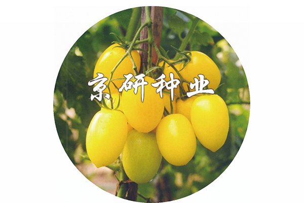 黃(huáng)玉