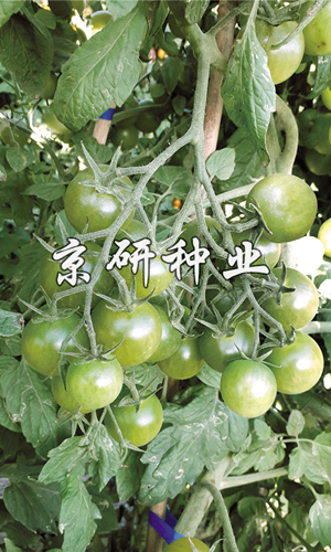 京番綠星3号