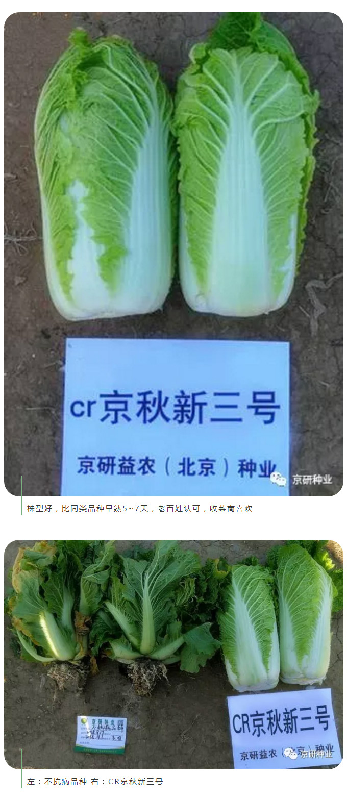 京研種業(yè)_05.jpg