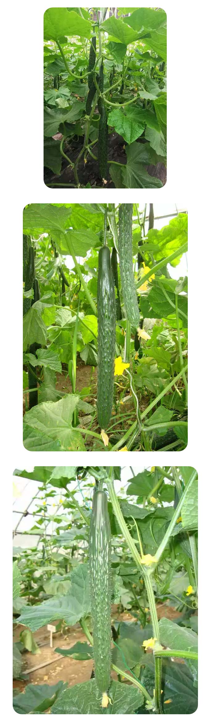 冬春茬黃(huáng)瓜——京研優品推薦_03.jpg