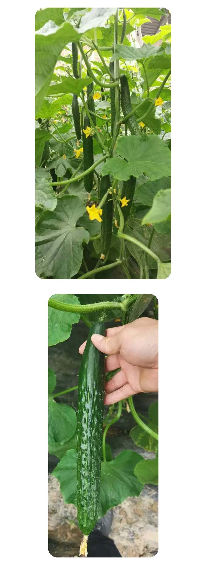 冬春茬黃(huáng)瓜——京研優品推薦_05.jpg