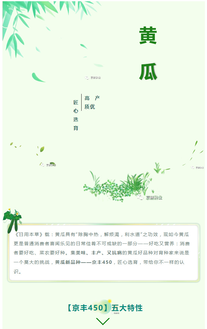 黃(huáng)瓜好(hǎo)品種——“京豐”450_01.jpg